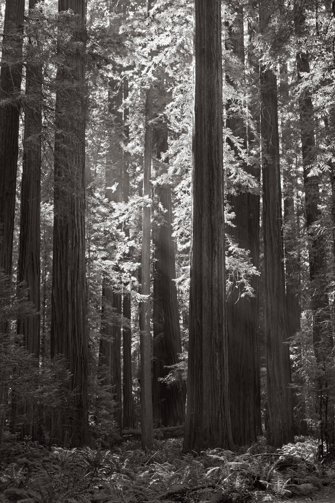 Rayos de luz etéreos filtrándose a través de un bosquecillo de secuoyas en California - Photograph de Drew Doggett