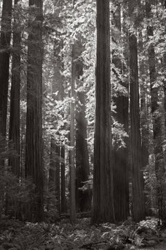 Ätherische Lichtstrahlen, die durch ein Gitter aus Redwood-Bäumen in Kalifornien dringen