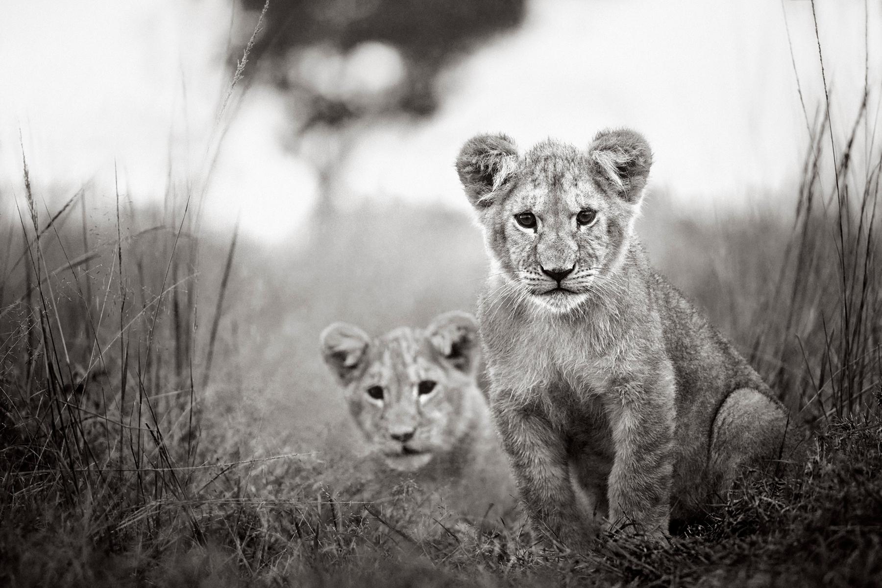 Eccezionale ritratto in bianco e nero di due cuccioli di leone in Kenya - Photograph di Drew Doggett