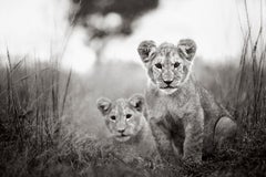 Außergewöhnliches Schwarz-Weiß-Porträt von zwei Löwenjungen in Kenia