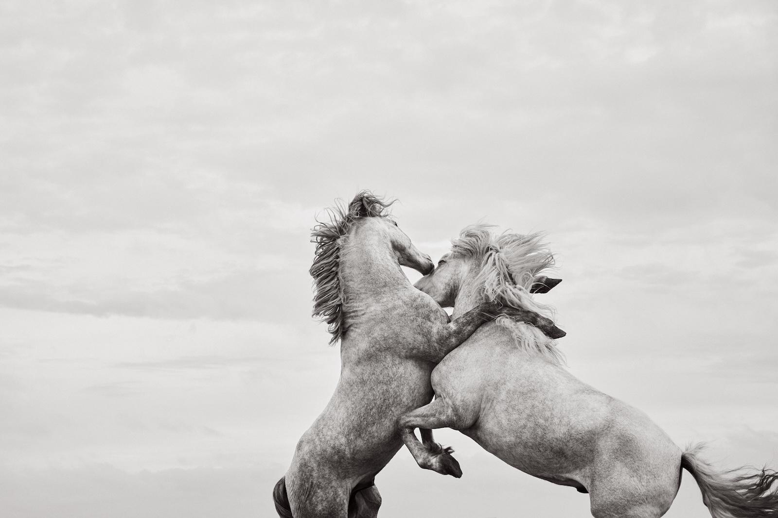 Black and White Photograph de Drew Doggett - Momento extraordinario de dos caballos blancos encabritados en el sur de Francia