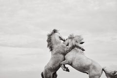 Momento extraordinario de dos caballos blancos encabritados en el sur de Francia