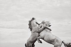 Extraordinary moment of two white horses rearing up in the South of France