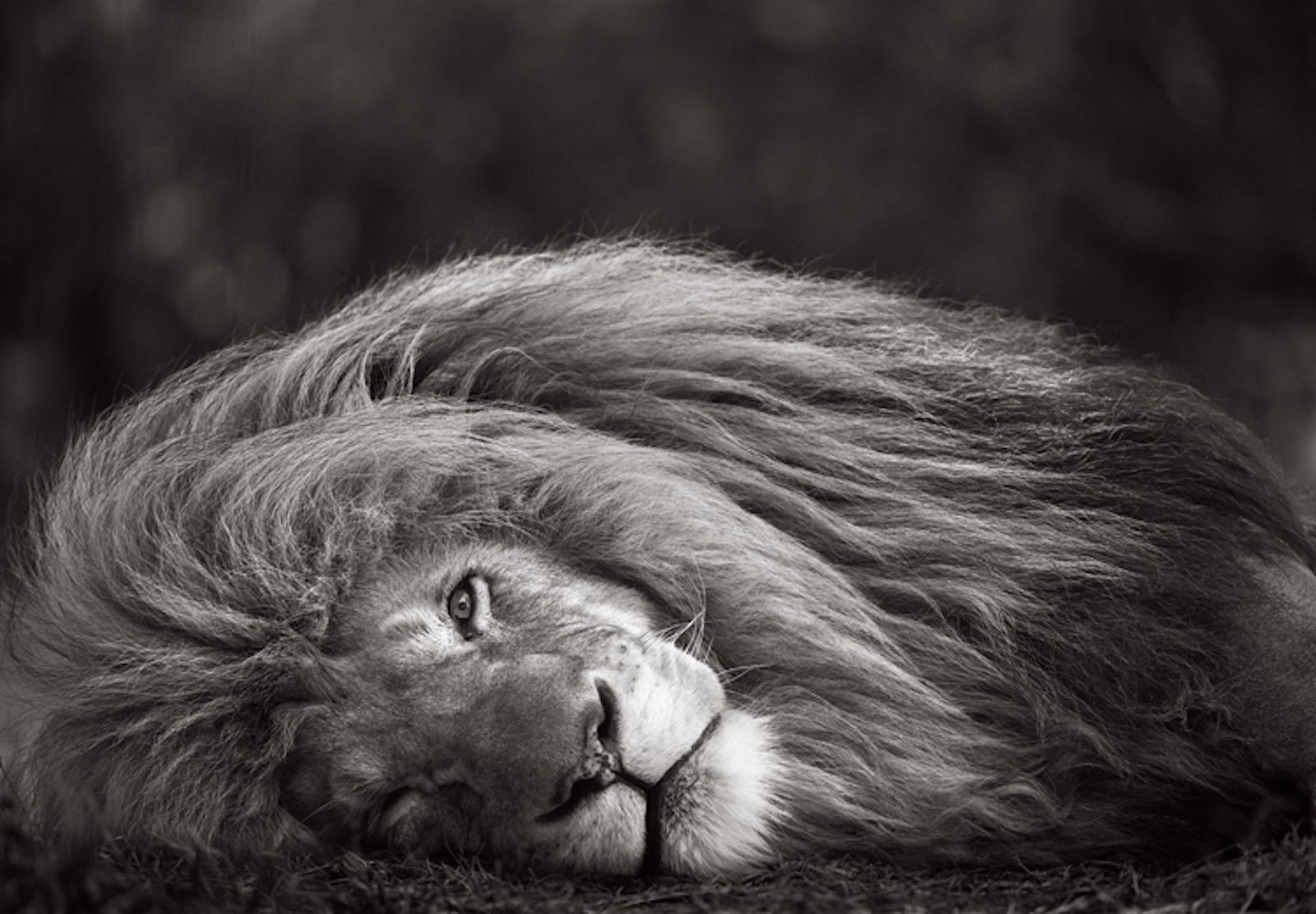 Portrait extraordinaire d
un grand lion mâle au repos mais regardant l
appareil photo.