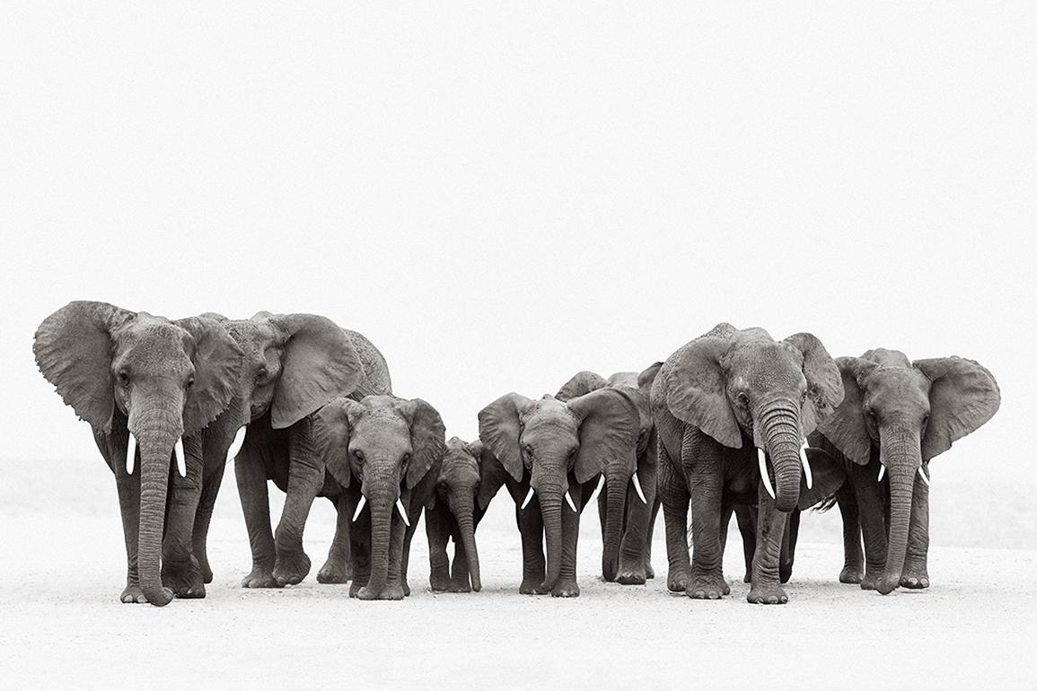 Landscape Photograph Drew Doggett - Famille d'éléphants en Afrique, classique, iconique, noir et blanc