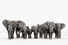 Family of Elephants in Africa, Classic, Iconic, Black and White
