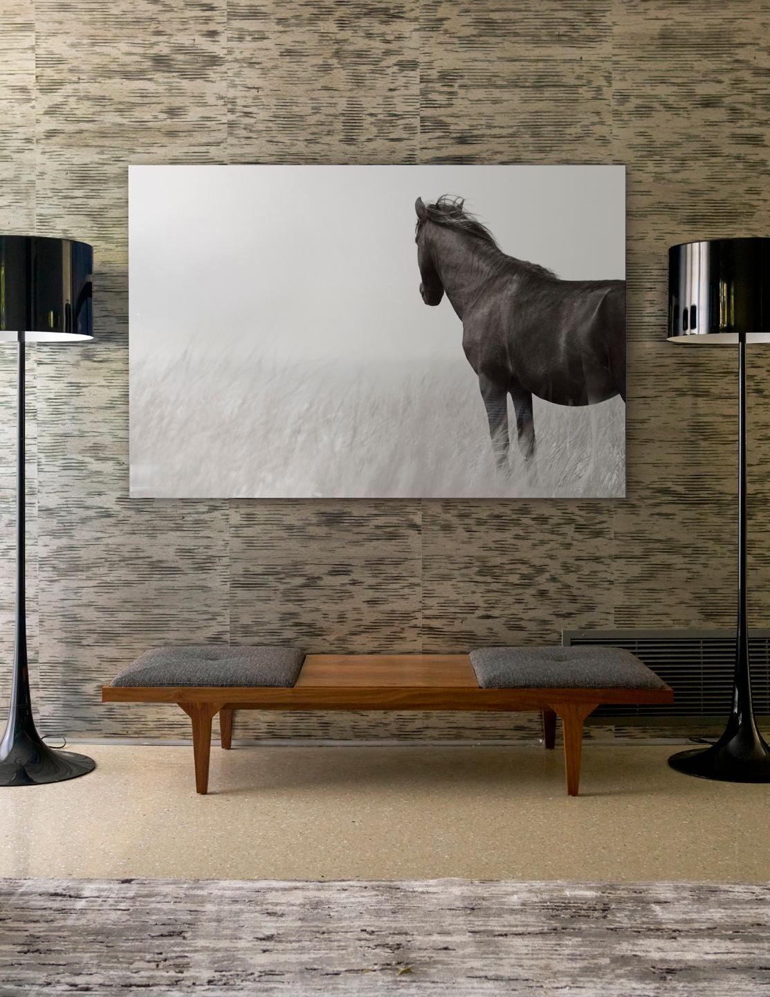 Fashion, Equestrian, Single Sable Island Horse Against White Background - Photograph by Drew Doggett