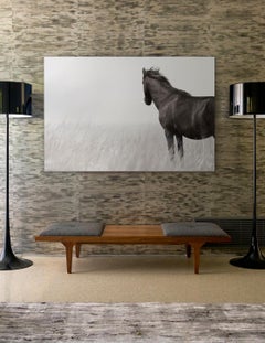 Fashion, Equestrian, Single Sable Island Horse Against White Background