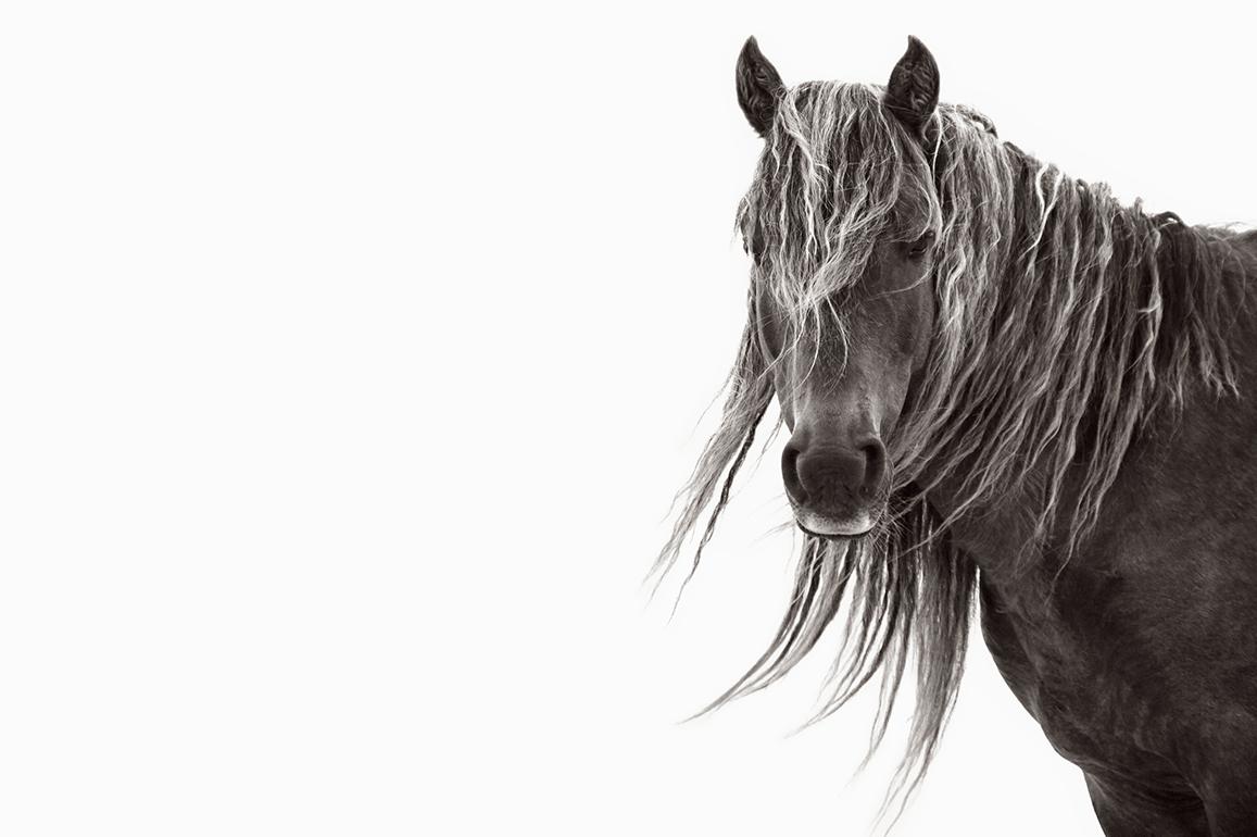 Drew Doggett Black and White Photograph – Mode, Reiter, Single Sable Island-Pferd auf weißem Hintergrund