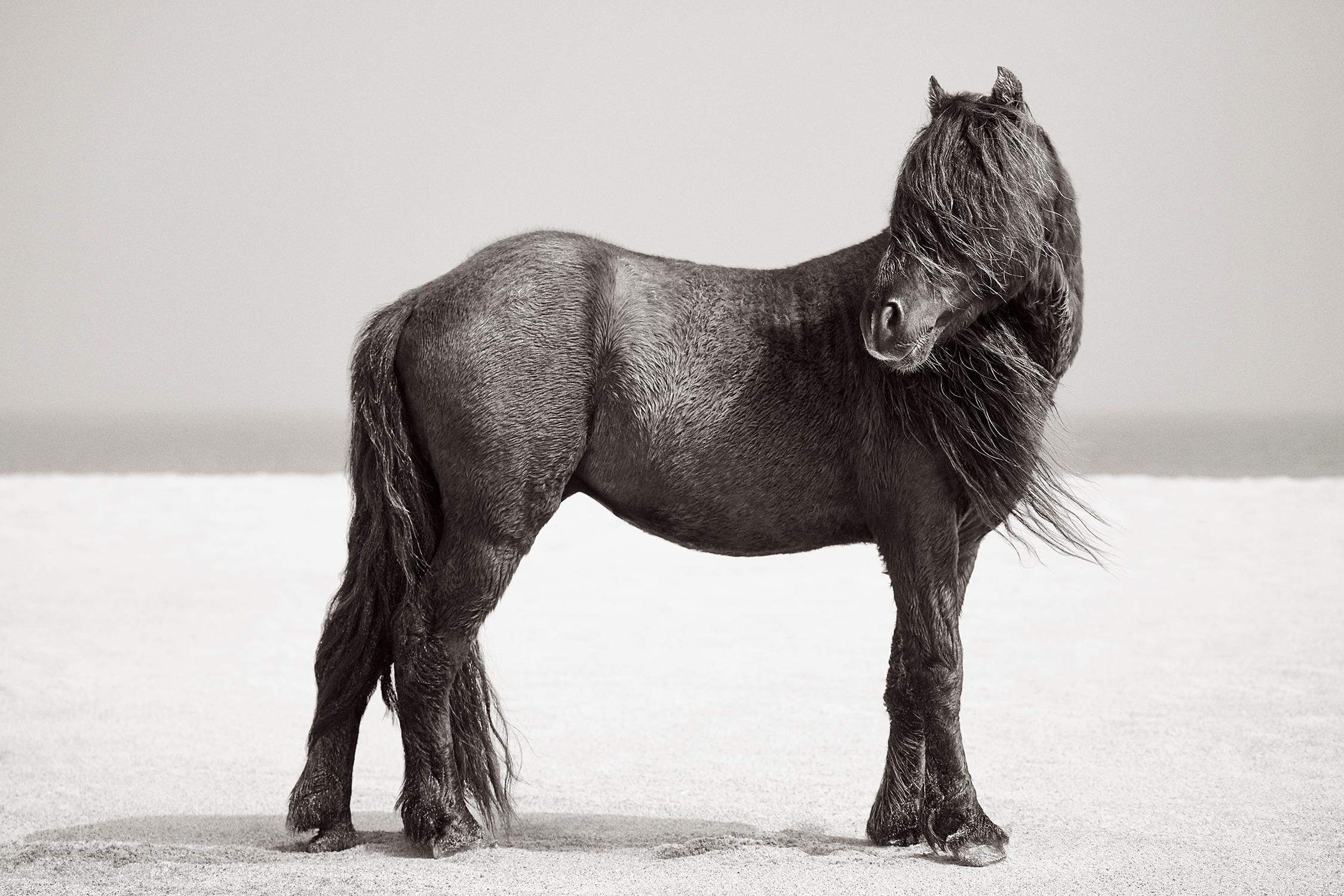 Portrait d'un cheval de l'île de Sable, inspiré par la mode, avec une longue crinière balayée par le vent.