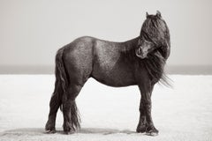 Fashion-inspired porrait of a horse on Sable Island with a long windswept mane