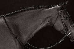 Retrato inspirado en la moda de un caballo oscuro sobre un fondo oscuro con una brida