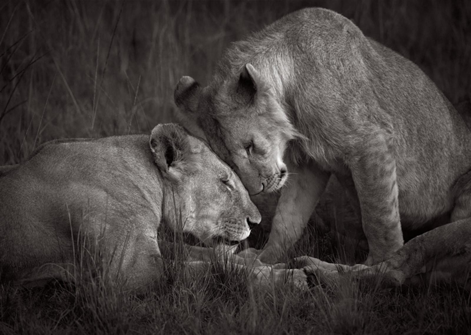 Drew Doggett Black and White Photograph - Fine art black and white photograph of two lionesses nuzzling in a tender moment