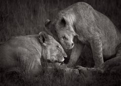Fine art black and white photograph of two lionesses nuzzling in a tender moment
