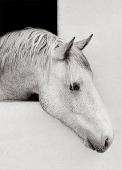 Gentle moment of a white Camargue horse looking out of his white stable window