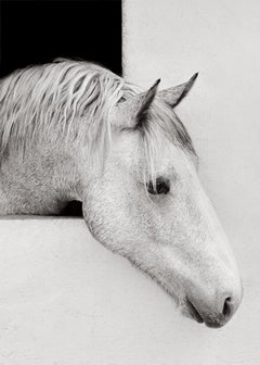 moment gentleman d'un cheval blanc de Camargue regardant de sa fenêtre d'écurie blanche