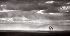 Giraffes walking across a dry lake bed in Amboseli with Kilimanjaro in backdrop 