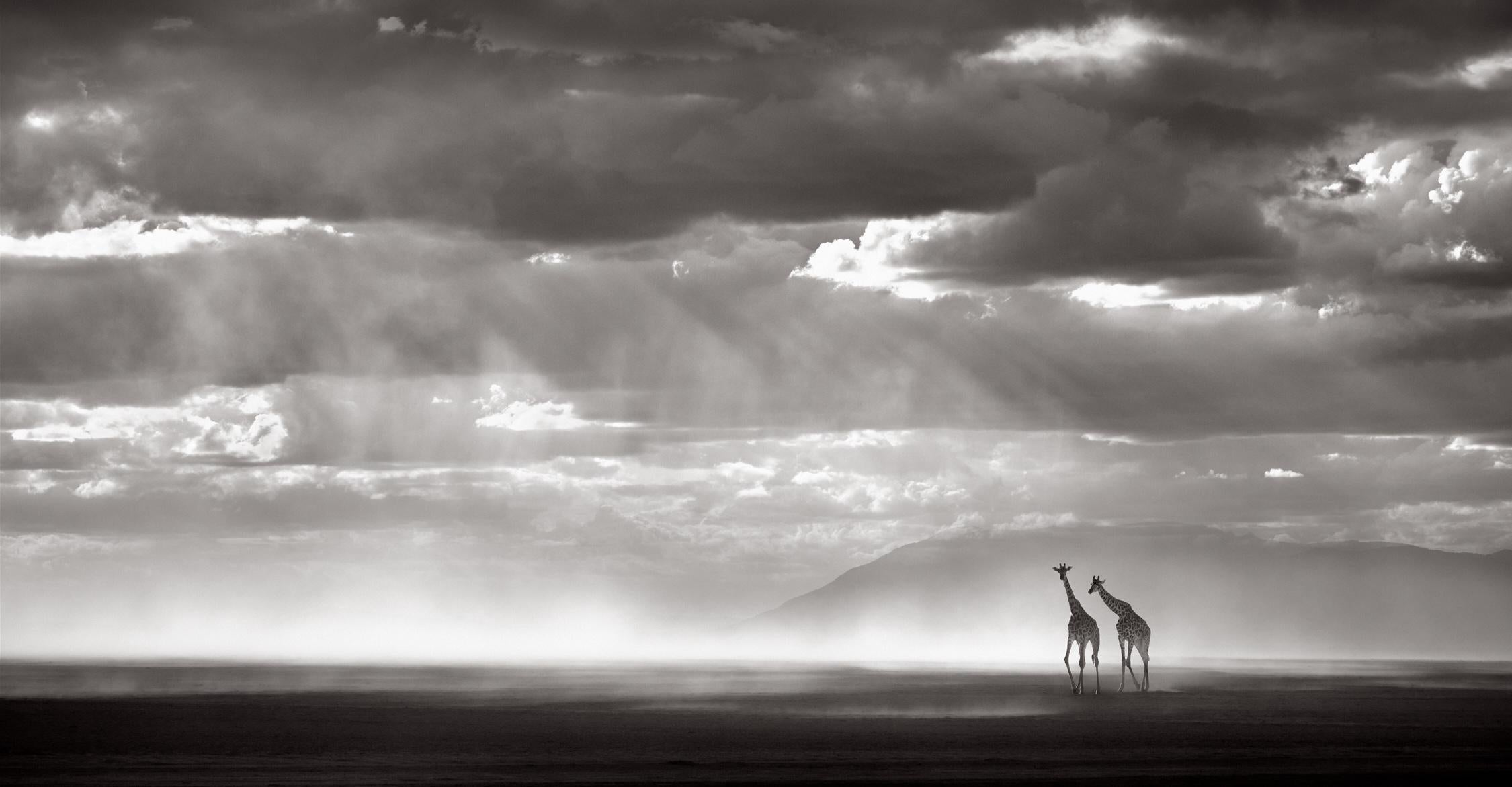 Drew Doggett Black and White Photograph - Giraffes walking across a dry lake bed in Amboseli with Kilimanjaro in backdrop 