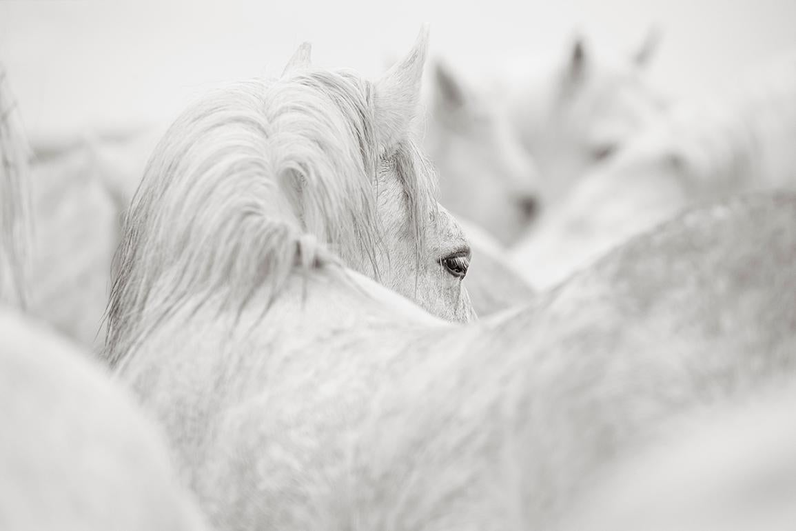 Drew Doggett Black and White Photograph - Group of All-White Horses Gathered in the South of France