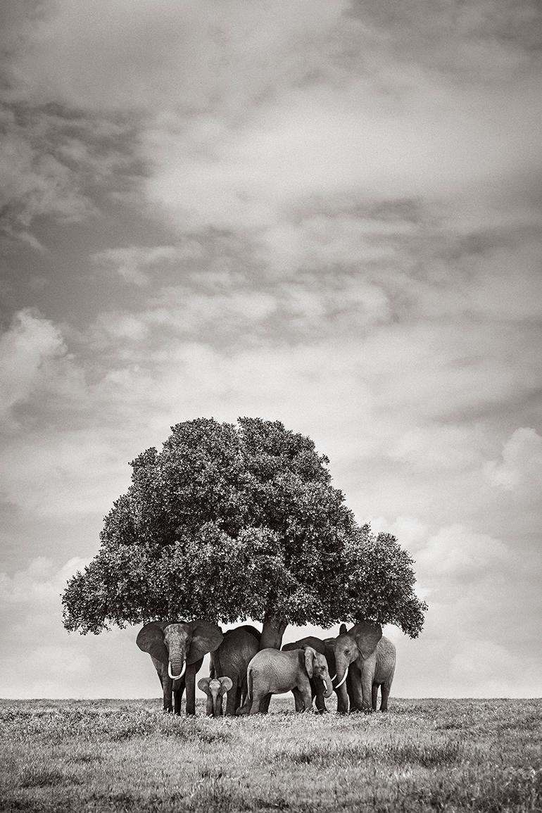 Black and White Photograph de Drew Doggett - Grupo de Elefantes Bajo un Árbol, África, Vertical, Animales Salvajes