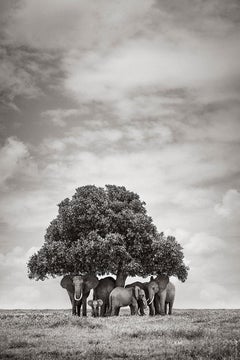 Grupo de Elefantes Bajo un Árbol, África, Vertical, Animales Salvajes
