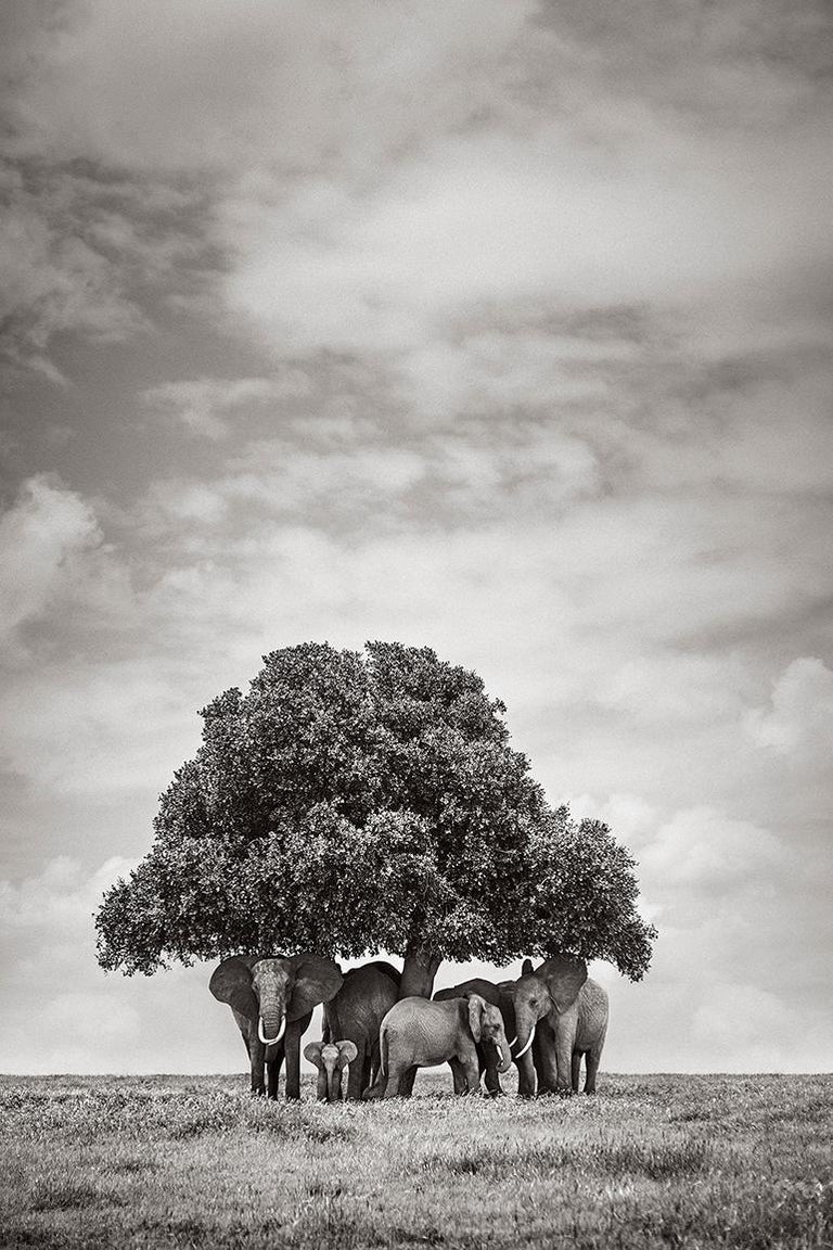 Drew Doggett Black and White Photograph - Group of Elephants Underneath a Tree, Africa, Vertical, Wild Animals
