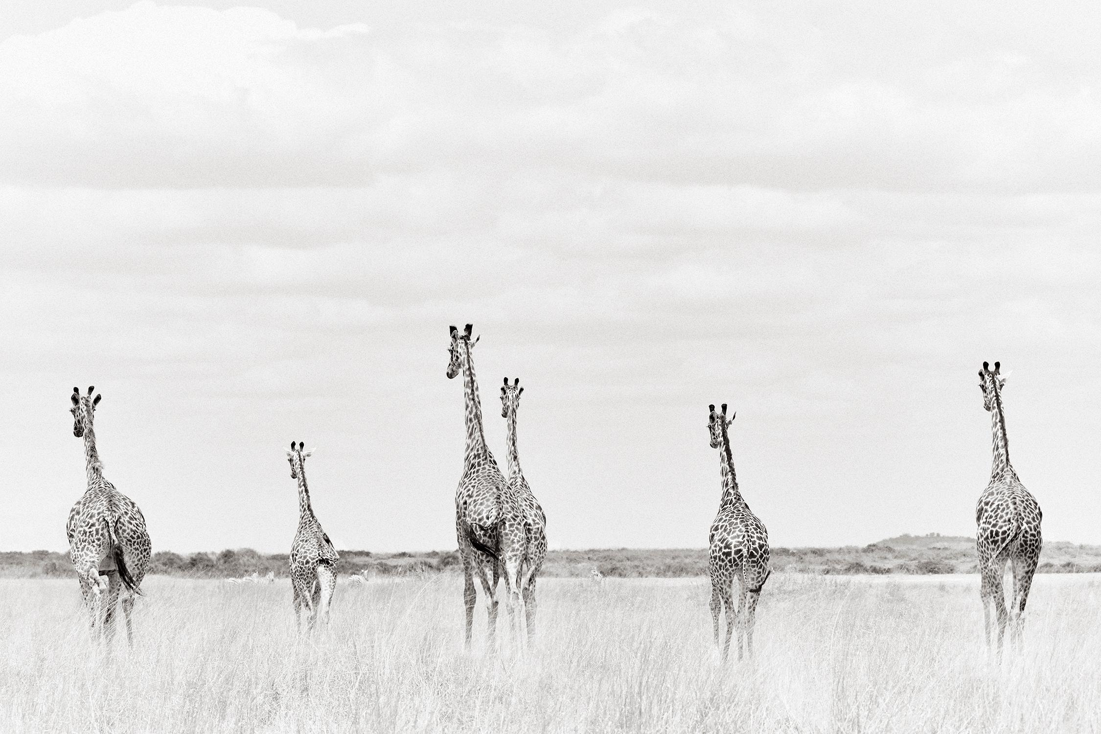 Drew Doggett Black and White Photograph – Gruppe von Giraffen, die etwas in der Ferne betrachten, Wildtiere, Kenia