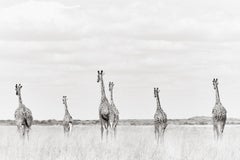 Gruppe von Giraffen, die etwas in der Ferne betrachten, Wildtiere, Kenia
