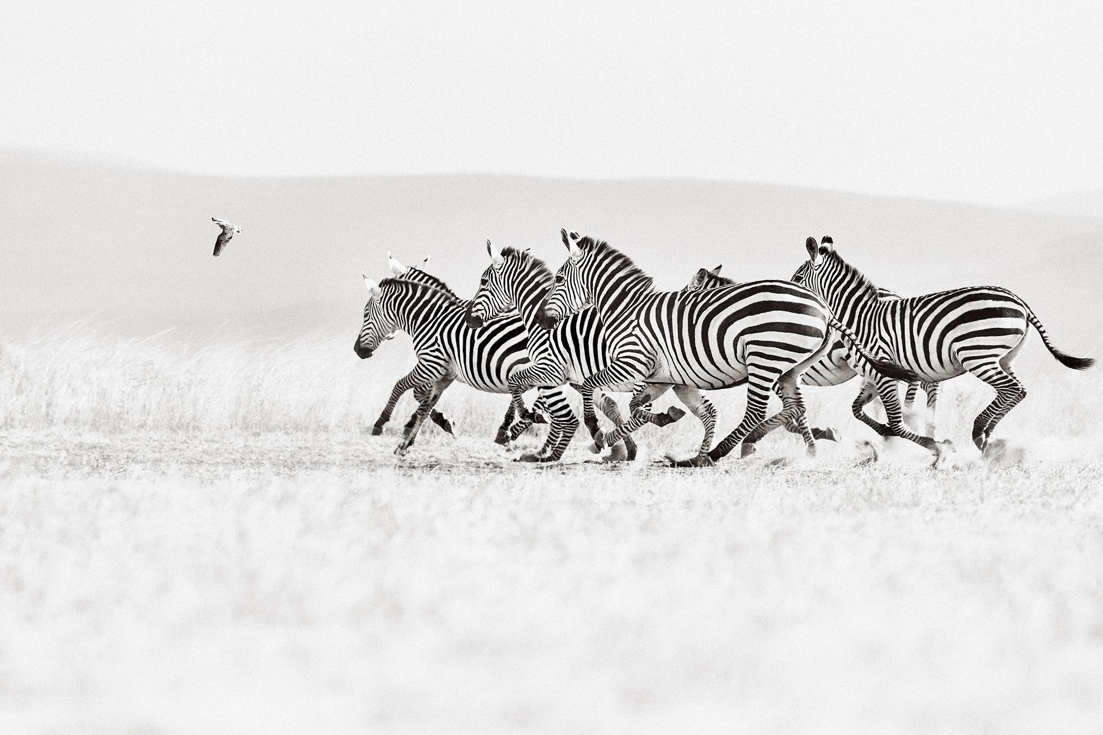 Drew Doggett Black and White Photograph - Group of Zebras Running in Formation Against a Minimal Backdrop in Kenya