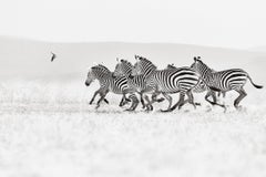 Gruppe von Zebras, die sich vor einem minimalistischen Hintergrund in Kenia bewegen