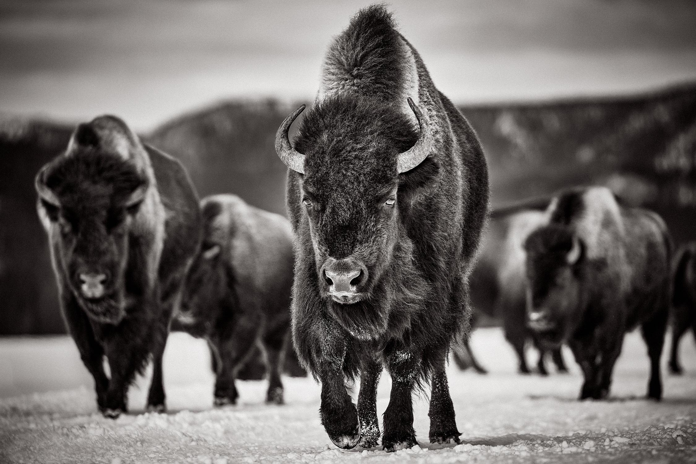 Drew Doggett Black and White Photograph - Herd of American Bison Walking Across the Plains of Yellowstone National Park