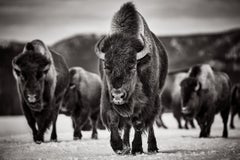 Troupeau de bisons d'Amérique traversant les plaines du parc national de Yellowstone