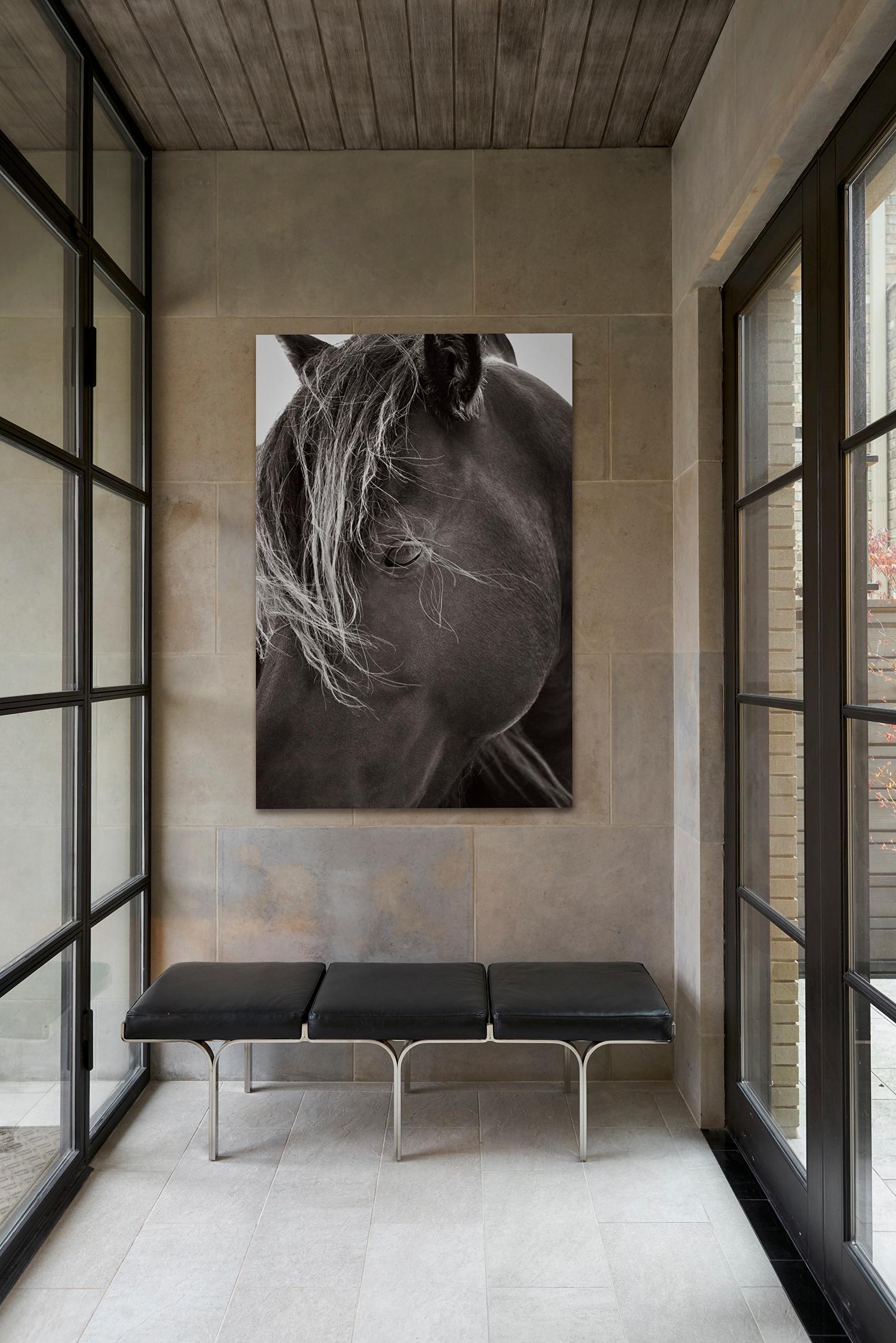 Iconic Profile Portrait of a Sable Island Horse, Vertical - Contemporary Photograph by Drew Doggett