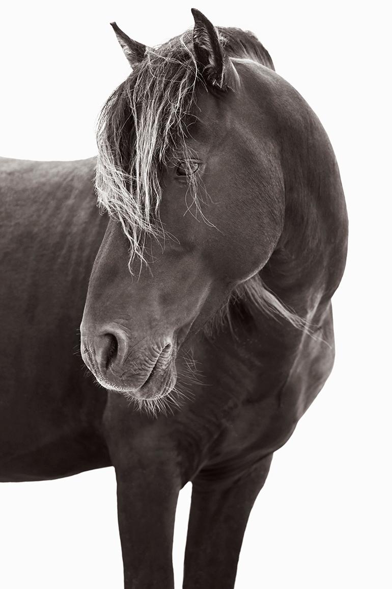 Drew Doggett Black and White Photograph – Ikonisches Profil Porträt eines Zobelinselpferdes, vertikal