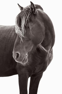 Iconic Profile Portrait of a Sable Island Horse, Vertical