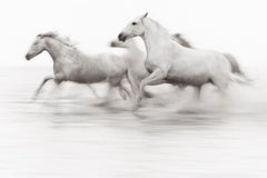 In a blur of motion, white horses gallop towards something out of frame 