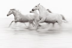 In a blur of motion, white horses gallop towards something out of frame