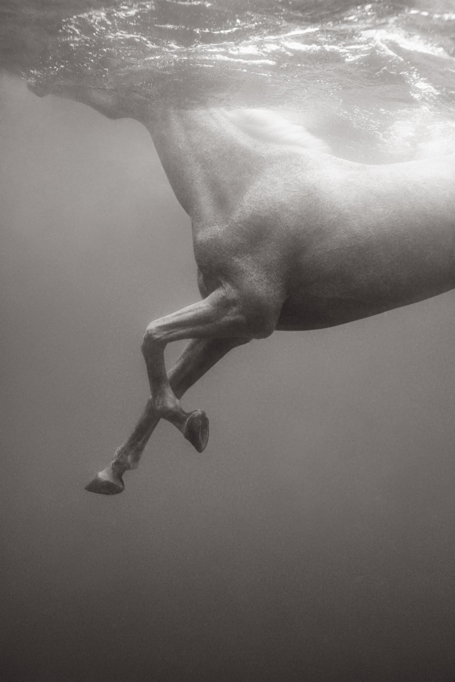 In charcoal tones of black and white, this white horse swims with ease - Photograph by Drew Doggett