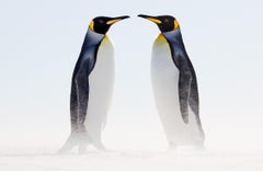 Incredible color image of two king penguins standing face to face