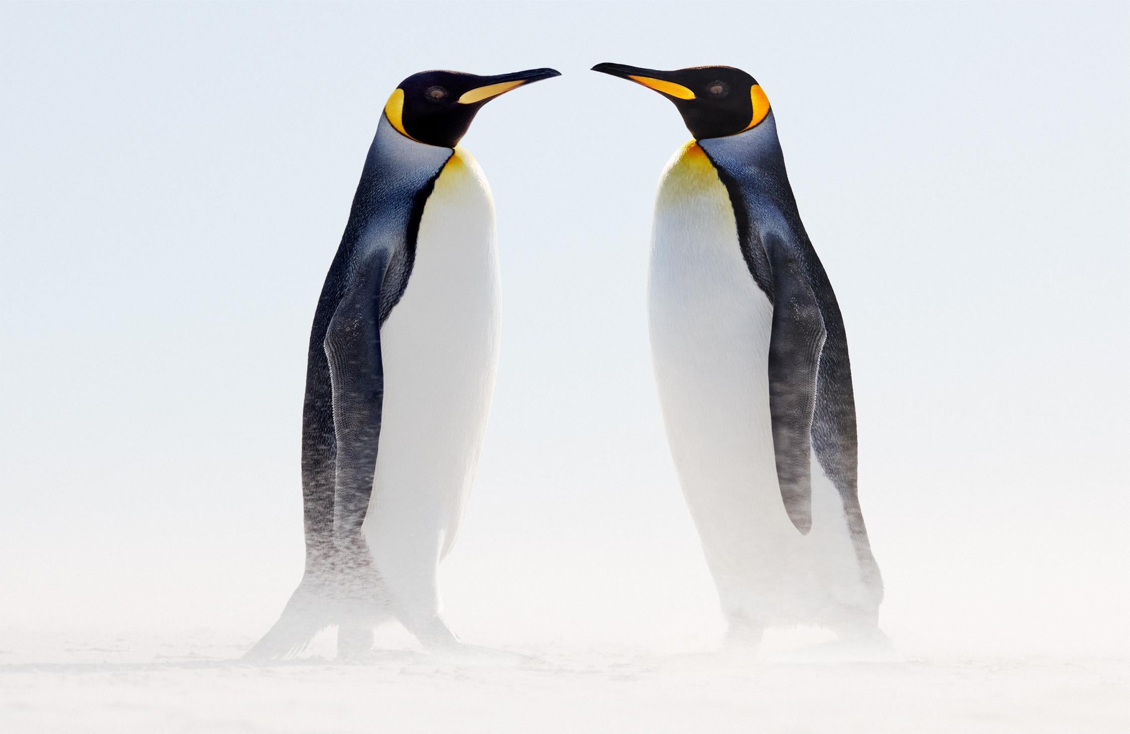 Incredible color image of two king penguins standing face to face - Photograph by Drew Doggett