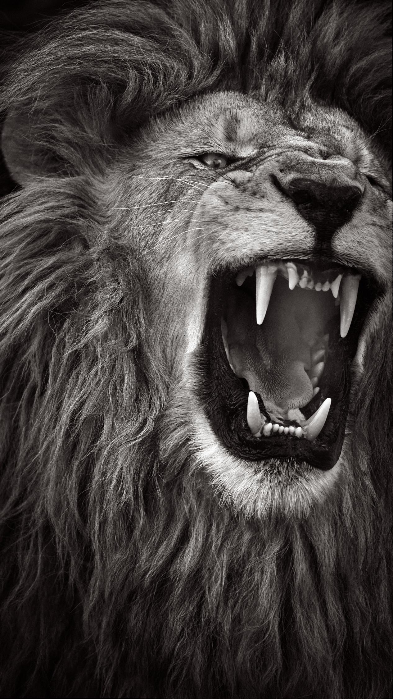 Incroyable image d
un lion mâle en plein rugissement en noir et blanc