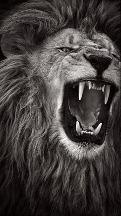 Incredible image of a male lion mid-roar in black and white
