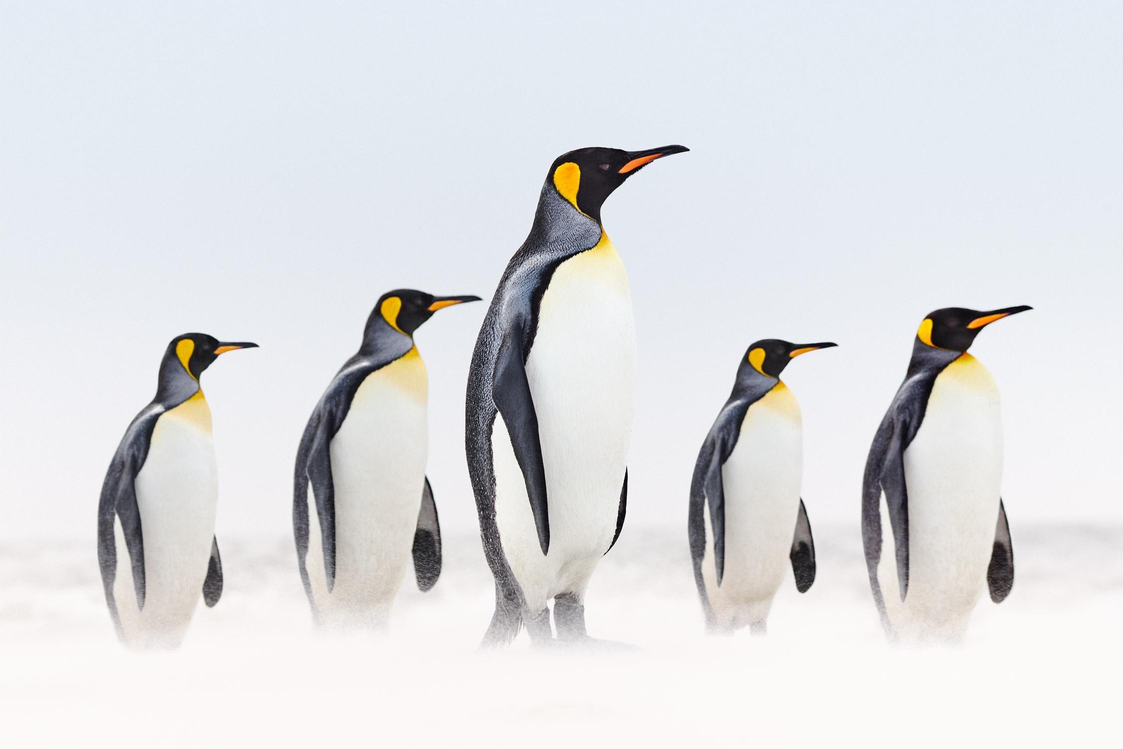 Incredible photo of three king penguins standing against a snowy backdrop