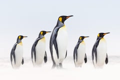 Incredible photo of three king penguins standing against a snowy backdrop
