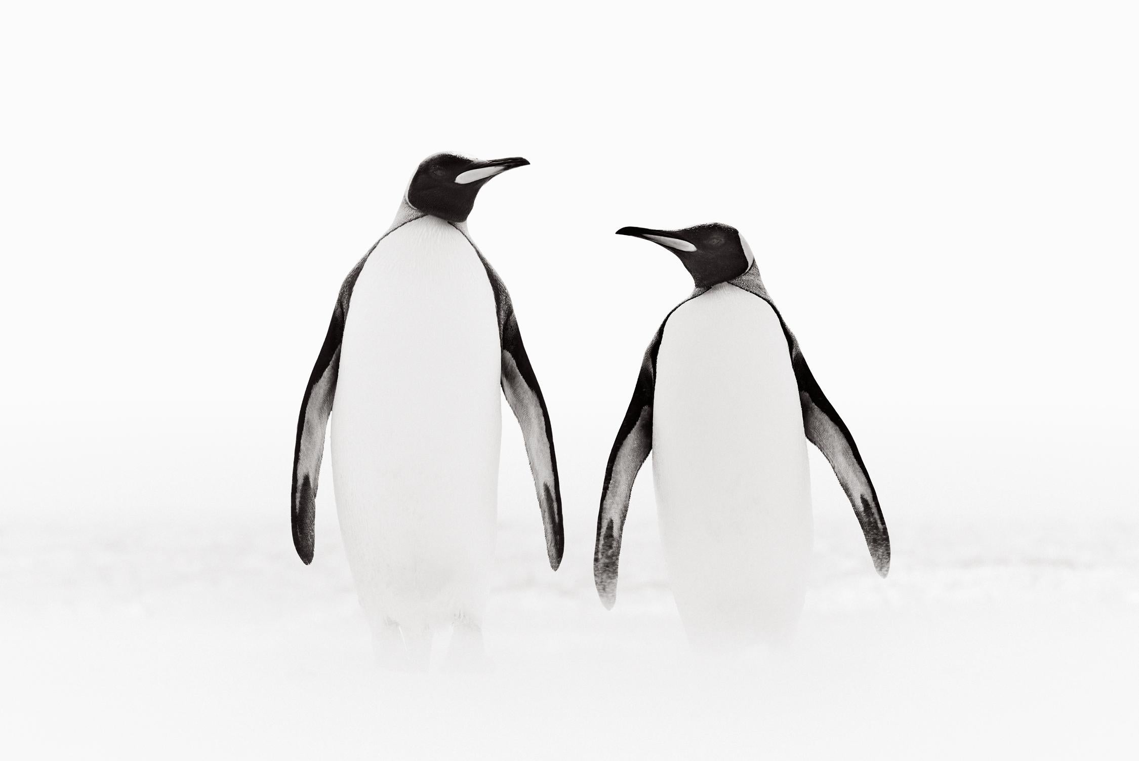 Incredible photo of two king penguins walking, appearing to look at one another
