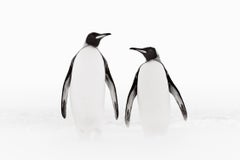 Incredible photo of two king penguins walking, appearing to look at one another
