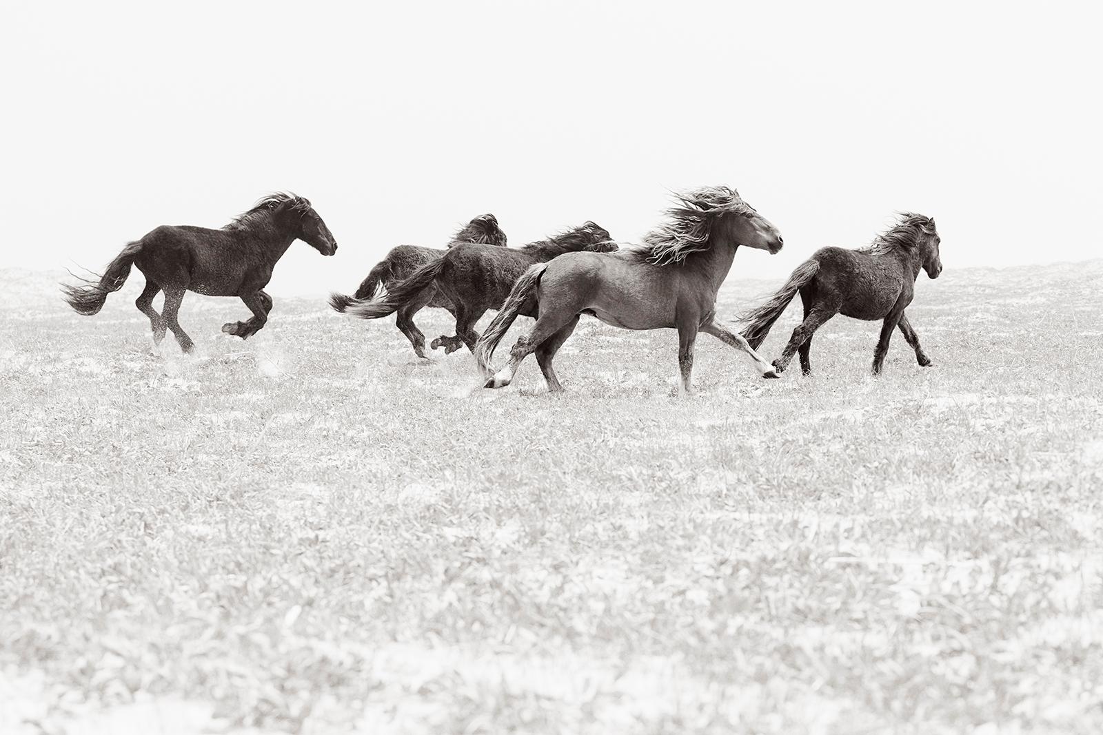 Black and White Photograph di Drew Doggett - Incredibile fotografia di un gruppo di cavalli selvaggi sulle dune di Sable Island