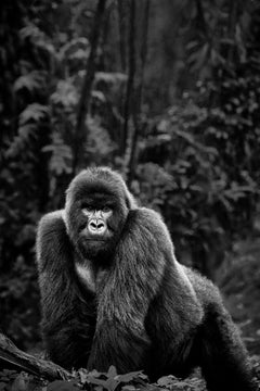 Incredible portrait of a mountain gorilla against dense jungle foliage