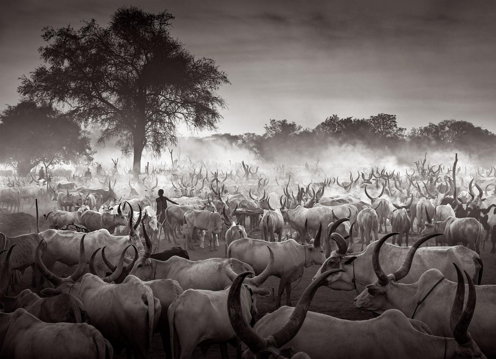 Incroyable portrait d'un camp de bovins de Mundari avec un arbre en arrière-plan - Photograph de Drew Doggett