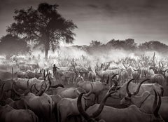Incredible portrait of a Mundari cattle camp with a tree in the background